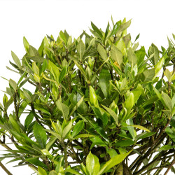 Gardenia jasminoides - B5018