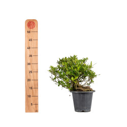 Gardenia jasminoides - B5018