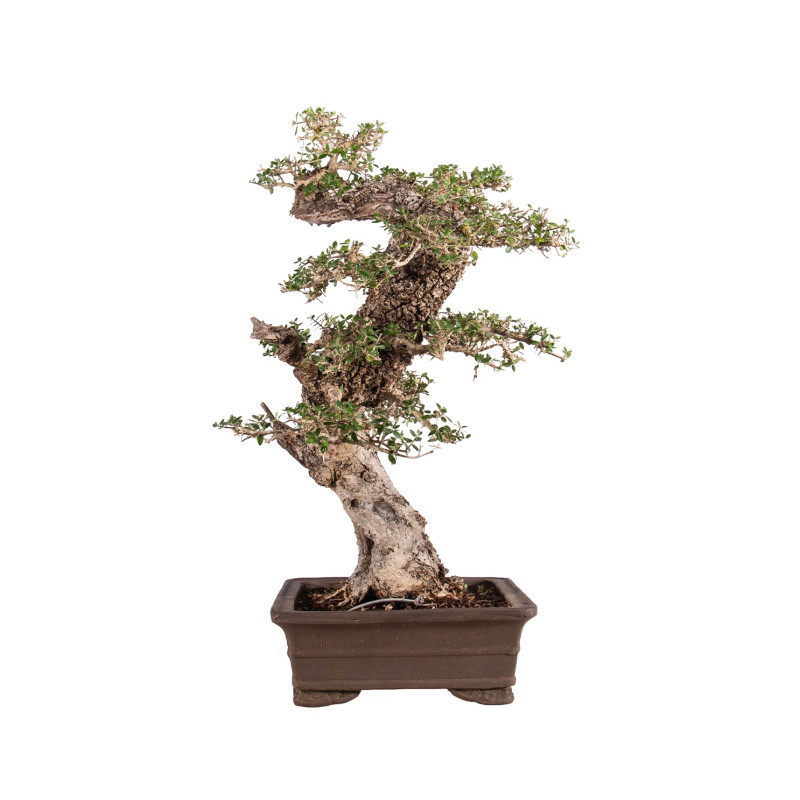 Olea europea sylvestris - B5047