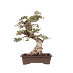Olea europea sylvestris - B5047