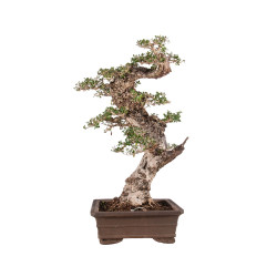 Olea europea sylvestris - B5047