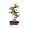 Olea europea sylvestris - B5047