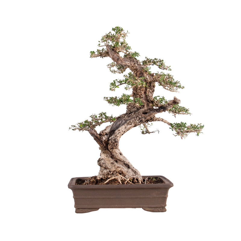 Olea europea sylvestris - B5047
