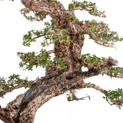 Olea europea sylvestris - B5047