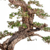 Olea europea sylvestris - B5047