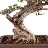 Olea europea sylvestris - B5047