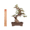 Olea europea sylvestris - B5047