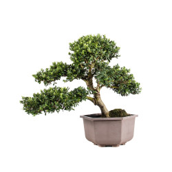 Ilex crenata - B5049