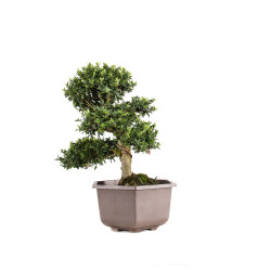 Ilex crenata - B5049