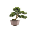 Ilex crenata - B5049