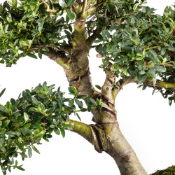 Ilex crenata - B5049
