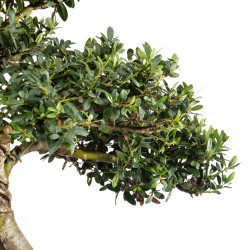 Ilex crenata - B5049