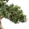 Ilex crenata - B5049