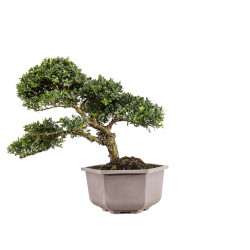 Ilex crenata - B5050