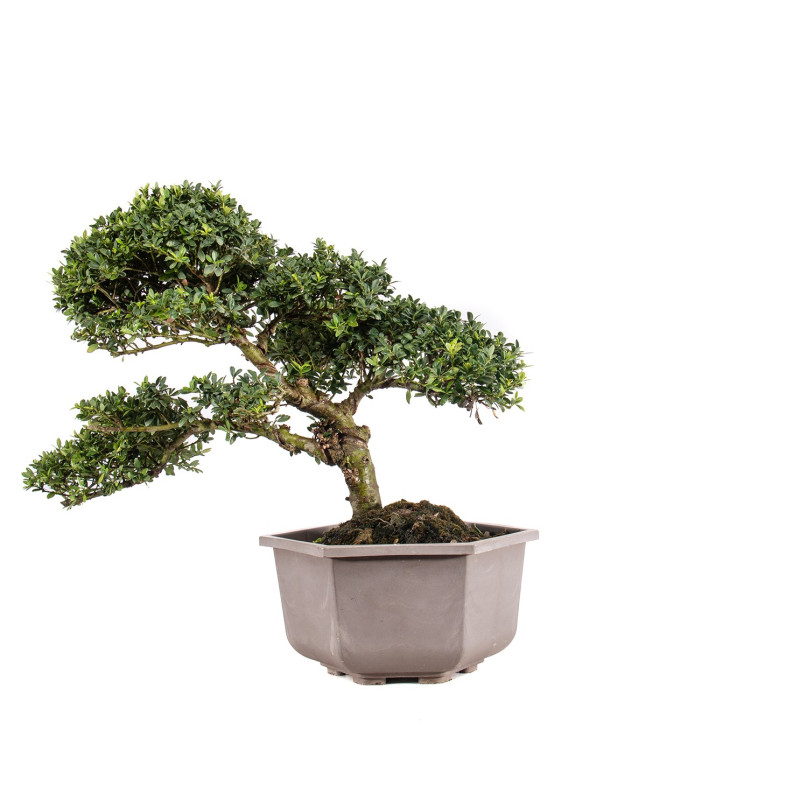 Ilex crenata - B5050