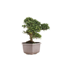 Ilex crenata - B5050