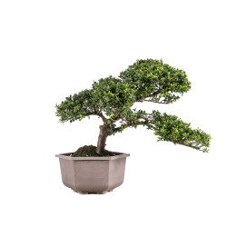 Ilex crenata - B5050