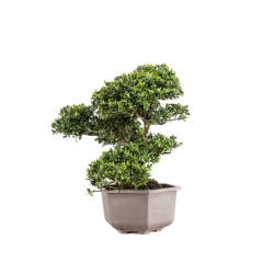 Ilex crenata - B5050