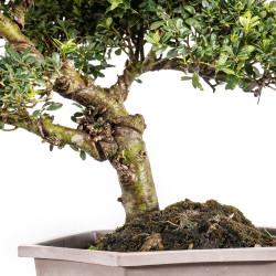 Ilex crenata - B5050