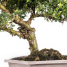 Ilex crenata - B5050