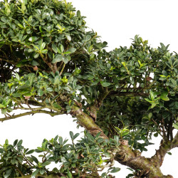 Ilex crenata - B5050