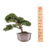 Ilex crenata - B5050