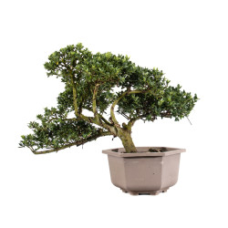 Ilex crenata - B5051