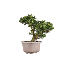Ilex crenata - B5051