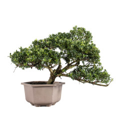 Ilex crenata - B5051