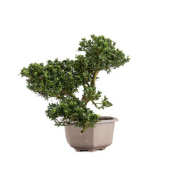 Ilex crenata - B5051