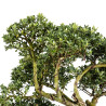Ilex crenata - B5051