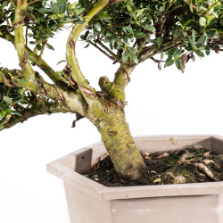 Ilex crenata - B5051