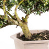 Ilex crenata - B5051