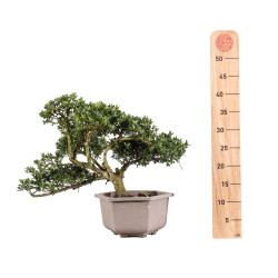 Ilex crenata - B5051