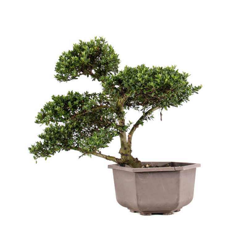 Ilex crenata - B5052