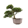 Ilex crenata - B5052