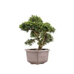 Ilex crenata - B5052