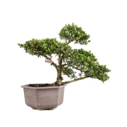 Ilex crenata - B5052