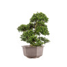 Ilex crenata - B5052