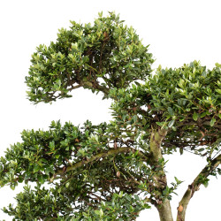 Ilex crenata - B5052