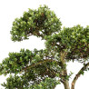 Ilex crenata - B5052