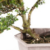 Ilex crenata - B5052