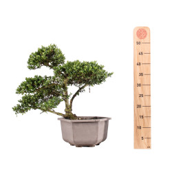 Ilex crenata - B5052