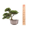 Ilex crenata - B5052