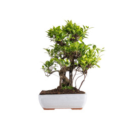 Ficus retusa - B5054