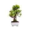 Ficus retusa - B5054