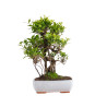 Ficus retusa - B5054