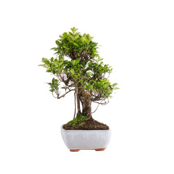 Ficus retusa - B5054