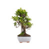 Ficus retusa - B5054
