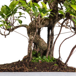 Ficus retusa - B5054